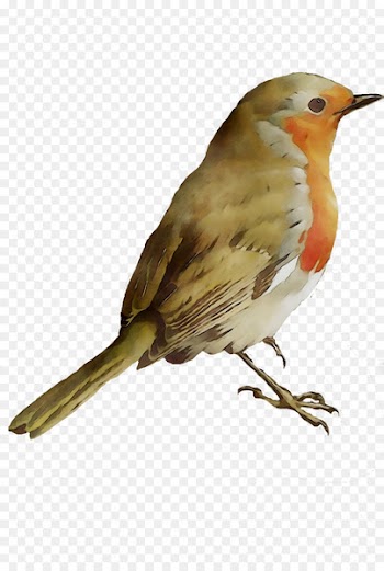 European robin Montpellier House sparrow Sense Animal -  