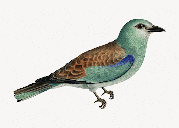 European roller bird collage element, | Free PSD - rawpixel