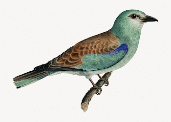 European roller bird collage element, | Free PSD - rawpixel