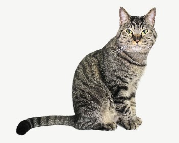 European Shorthair cat  collage | Free PSD - rawpixel