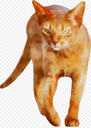European shorthair German Rex Aegean cat American Wirehair Burmese cat -  