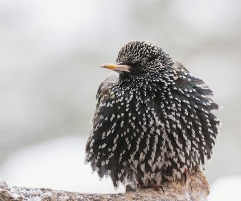 European starling bird. Free public | Free Photo - rawpixel