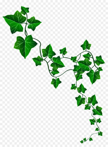 European Union Interreg Volunteering Youth - Vine Ivy Decoration PNG Clipart Image 