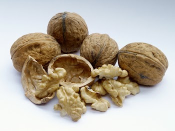 European walnut