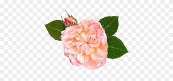 Evelyn Rose® - Garden Roses