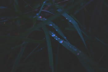 Evening dew