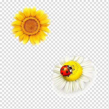 Everglades Wonder Gardens Illustration, Sunflower transparent background PNG clipart