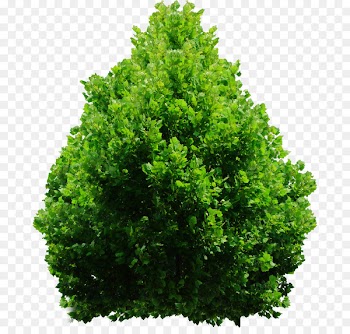 Evergreen Shrub Tree DeviantArt - Shrub Png Plan Tree Png 