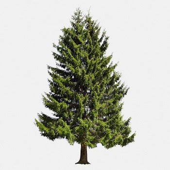 Evergreen tree, white background psd | Free PSD - rawpixel