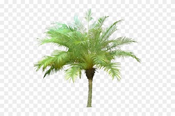 Evergreen Trees Silhouette Download - Phoenix Palm Tree Png