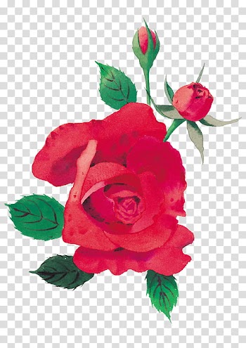 Every Rose Has Its Thorn, red rose illustration transparent background PNG clipart