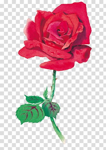 Every Rose Has Its Thorn, red rose illustration transparent background PNG clipart