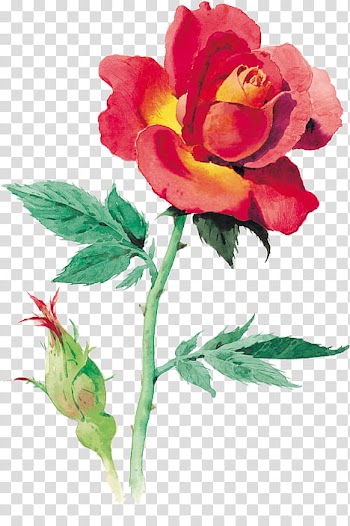 Every Rose Has Its Thorn, red rose painting transparent background PNG clipart