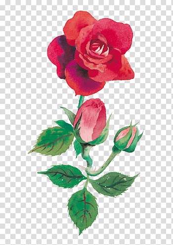 Every Rose Has Its Thorn, red rose transparent background PNG clipart