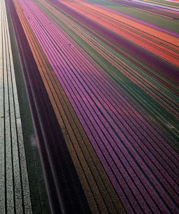 Every year around half of April the tulips start to flourish in the Netherlands, which turn fields in these extraordinary patterns when seen from above.