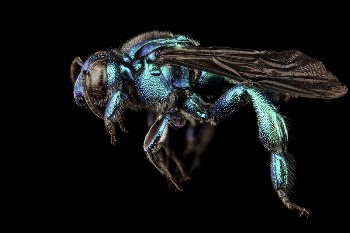 Exaerete smaragdina, side view. | Free Photo - rawpixel