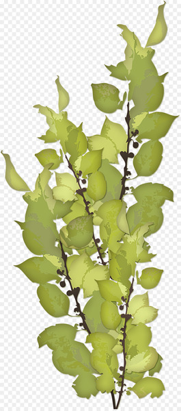 Excretion Feast of Our Lady of Sorrows Excretory system Ureter Anatomy - green leaves 