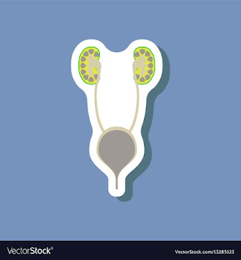 Excretory system paper sticker on stylish vector image