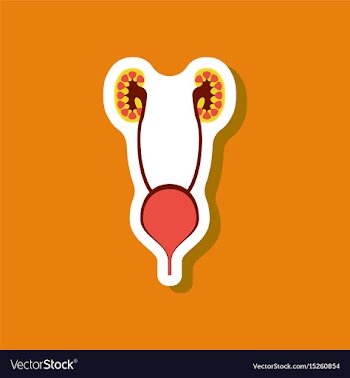 Excretory system paper sticker on stylish vector image