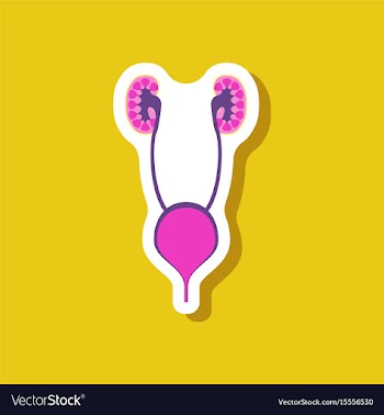 Excretory system paper sticker on stylish vector image
