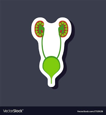 Excretory system paper sticker on stylish vector image