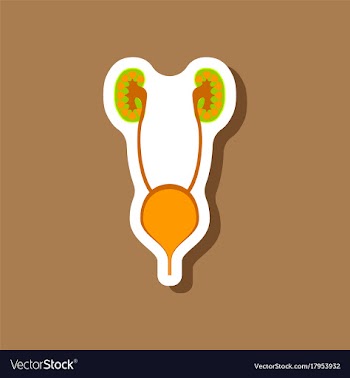 Excretory system paper sticker on stylish vector image