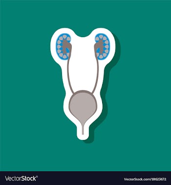 Excretory system paper sticker on stylish vector image