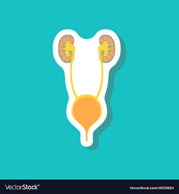 Excretory system paper sticker on stylish vector image