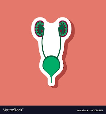 Excretory system paper sticker on stylish vector image