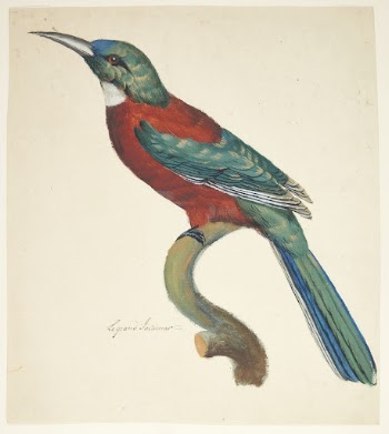 Exotic bird by Johan Christian | Free Photo - rawpixel