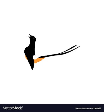 exotic bird of murai