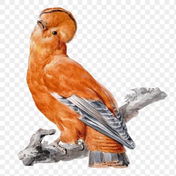 Exotic birds png illustration, remixed from… | Free stock illustration | High Resolution graphic
