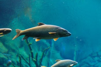 Exotic Fish in Ocean