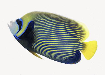 Exotic fish, isolated animal image | Free PSD - rawpixel