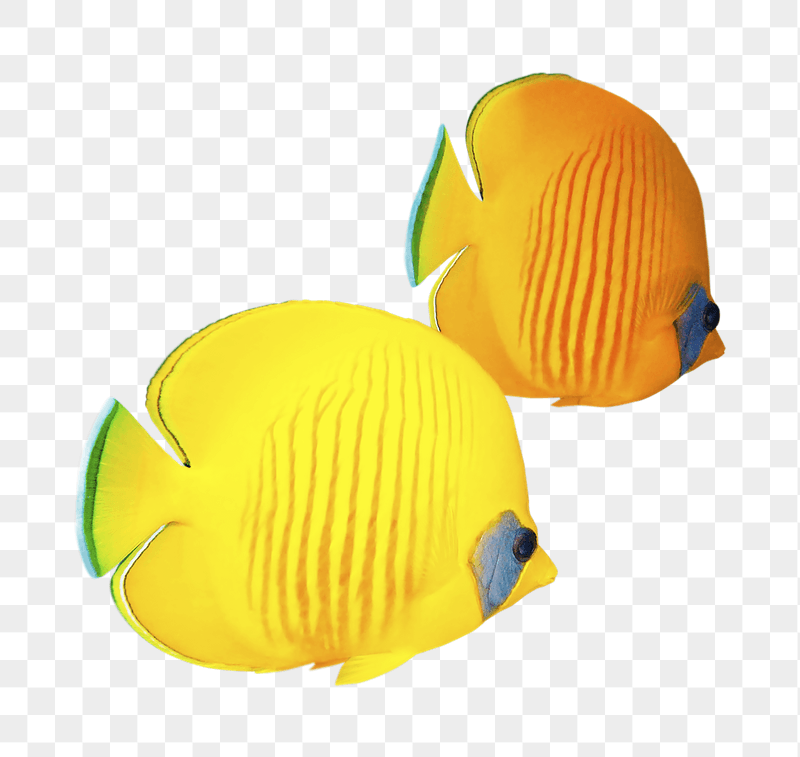 Exotic fish png sticker, transparent | Free PNG - rawpixel