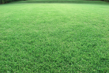 Expansive Green Grass Field