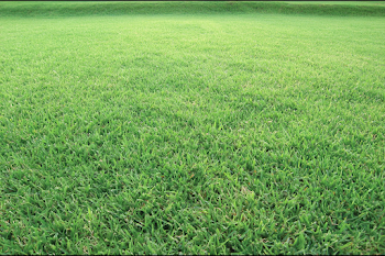 Expansive Green Grass Field