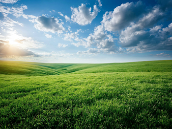 Expansive Green Meadow Under a Bright Sky