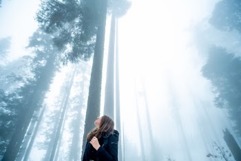 Experience the last remnants of winter in the giant forest.