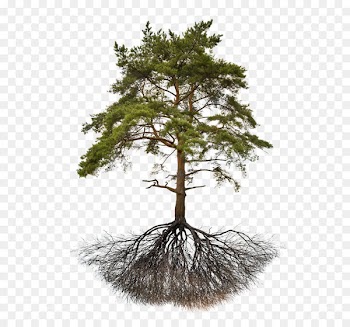 Explorations in Post-Secular Metaphysics Secularism Religion Political philosophy - Pine roots 