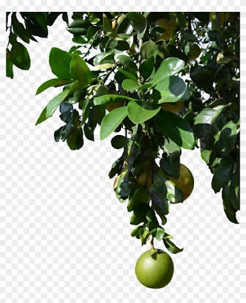Explore Clearcutstock On Deviantart For Png Tropical - Tree With Fruits Png