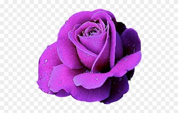Explore Flowers Pics, Flowers Nature, And More - Mor Gül