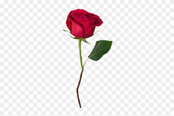 Explore Single Rose, Wedding Ideas, And More - Beauty And The Beast Red Rose Png