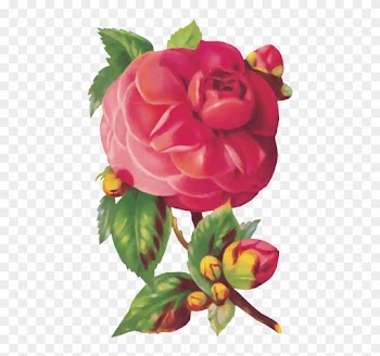 Explore Vintage Flowers, Vintage Floral, And More - Old-time Roses Stickers By Maggie Kate
