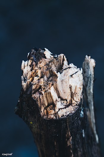 Exposed tree limb | Free public domain photo - 546970