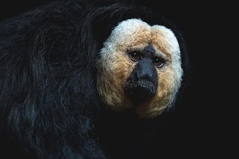 Expressive Saki Monkey Face