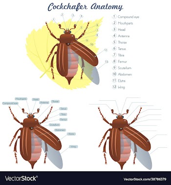 external anatomy an maybug