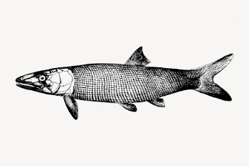 Extinct fish clipart, vintage sea | Free Vector - rawpixel