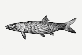Extinct fish drawing, sea animal | Free PSD - rawpixel