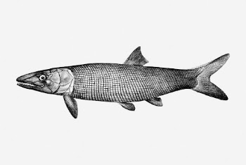 Extinct fish drawing, vintage sea | Free Photo - rawpixel